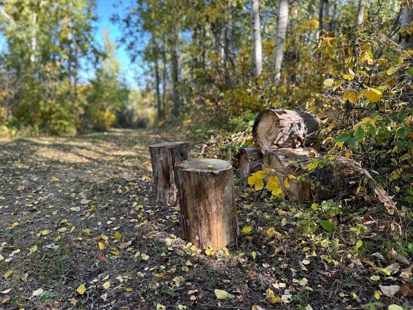 Rustic seats