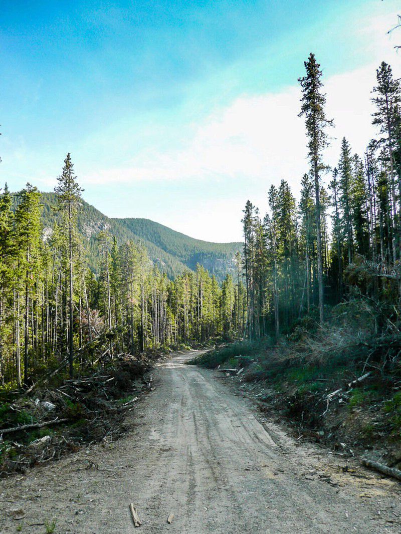 Along the way on the logging road
