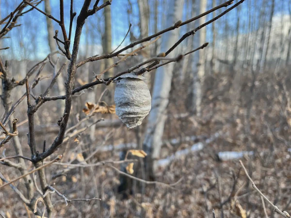 Geocaching Hike to Mandy Lake