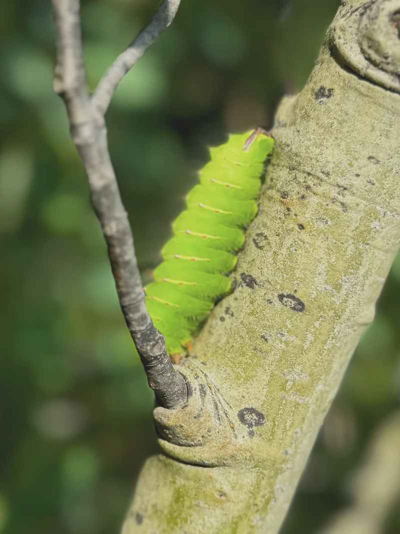 We found this little guy while looking for a cache