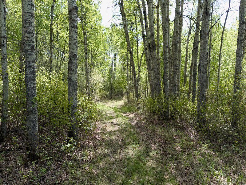 Light and shadows dance along the trail