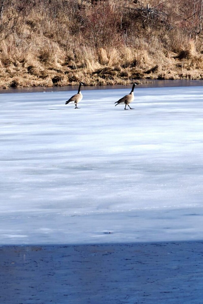 Two geese a grousing at my arrival