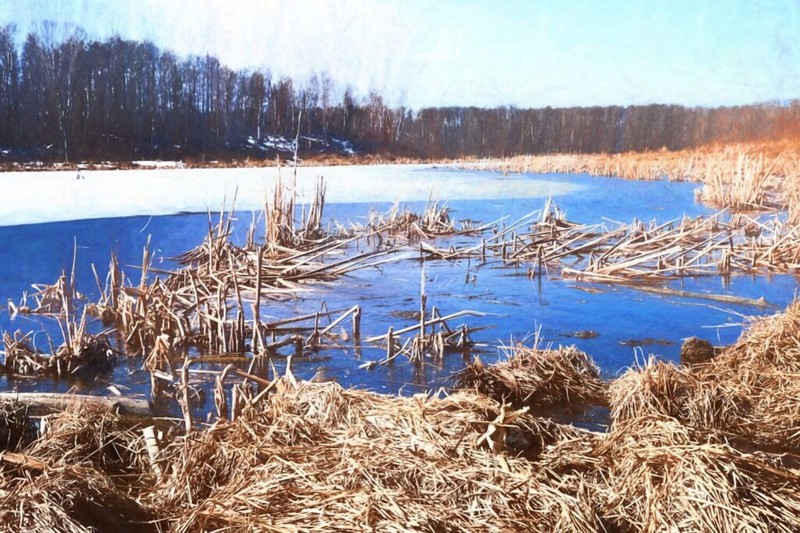 The Mandy Lake shoreline rendered with a &ldquo;sidewalk chalk&rdquo; filter