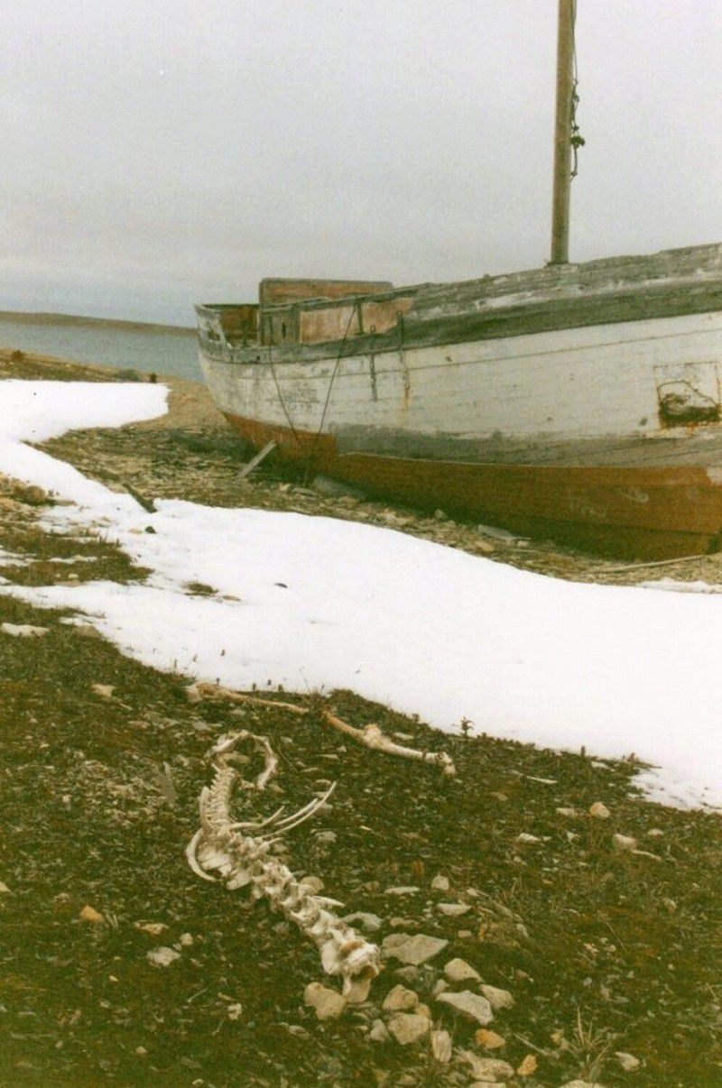 A pair of carcasses