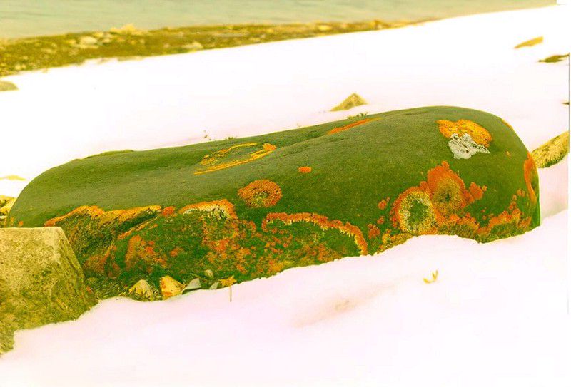 On the tundra, any colour catches your eye.