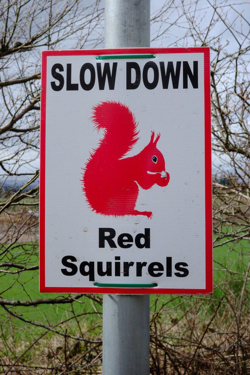 Red Squirrels!